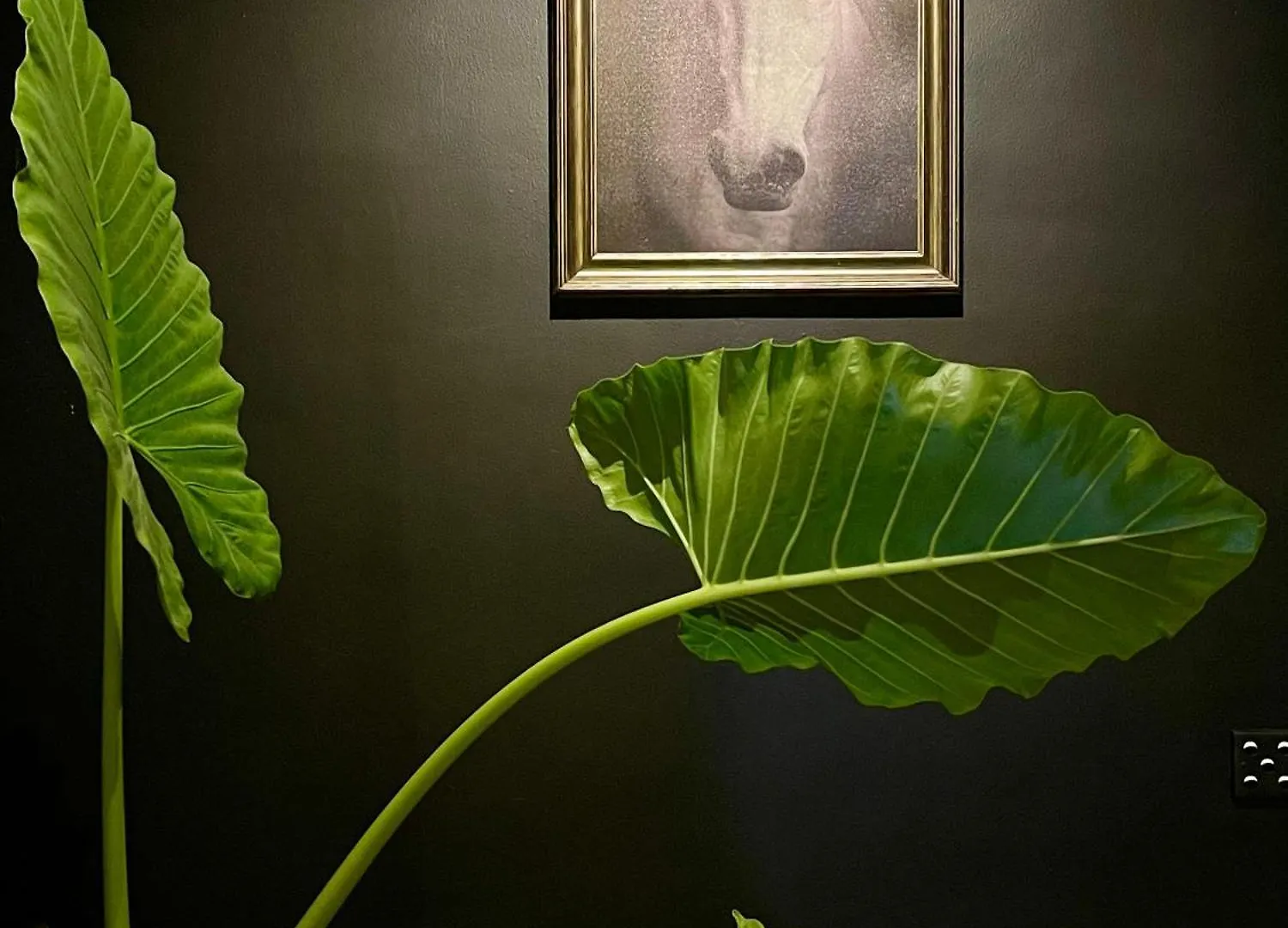 Olanro Hotel Negombo